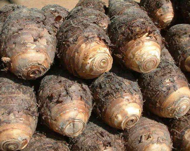 芋頭冷庫建造，芋頭保鮮庫的使用